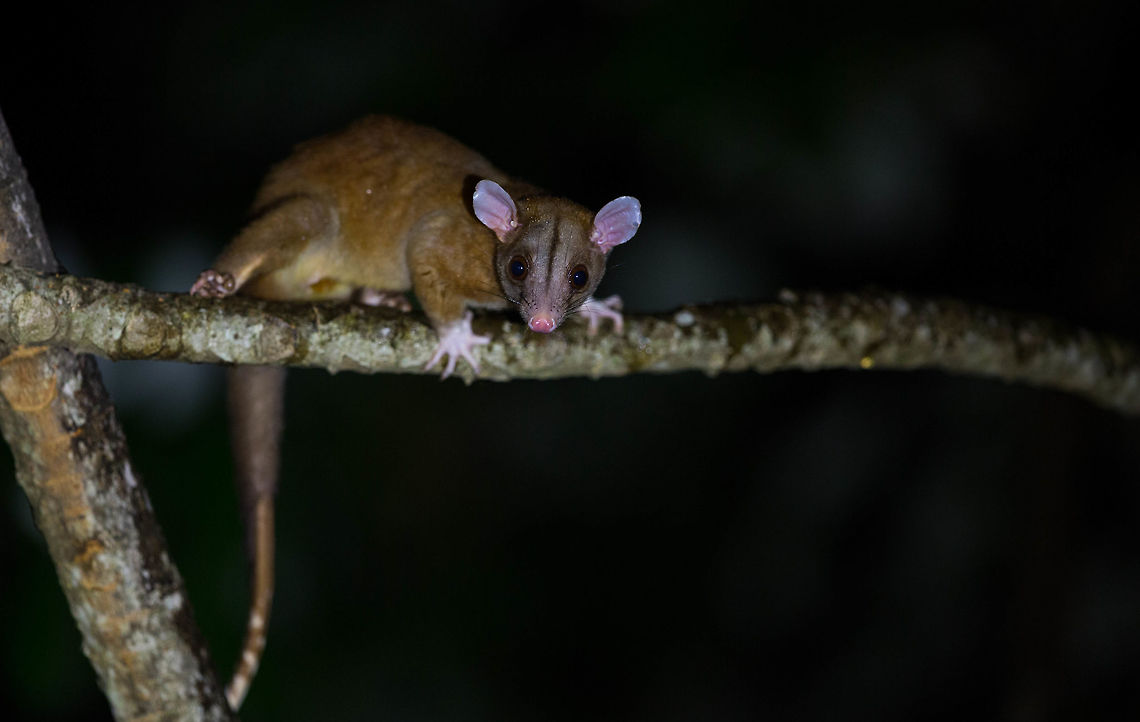Central american woolly Opossum, Panama  Geotagged,Panama,Spring
