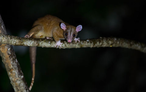 Central american woolly Opossum, Panama  Geotagged,Panama,Spring