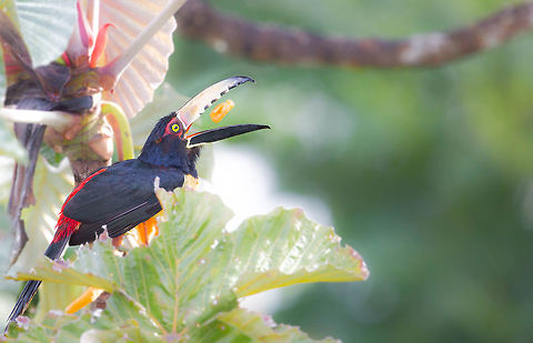 Collared aracari, Panama  Collared aracari,Geotagged,Panama,Pteroglossus torquatus,Spring