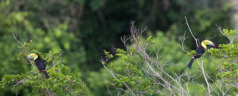 Keel-billed Toucan, Panama  Geotagged,Keel-billed Toucan,Panama,Ramphastos sulfuratus,Spring