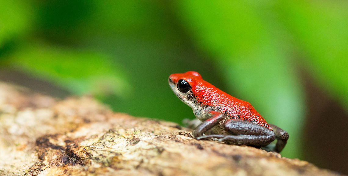 Strawberry poison-dart frog, Isla los Bastimentos in Panama  Geotagged,Oophaga pumilio,Panama,Spring,Strawberry poison dart frog