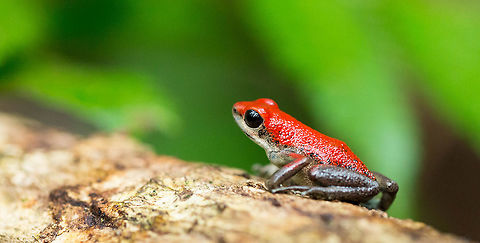Strawberry poison-dart frog, Isla los Bastimentos in Panama  Geotagged,Oophaga pumilio,Panama,Spring,Strawberry poison dart frog