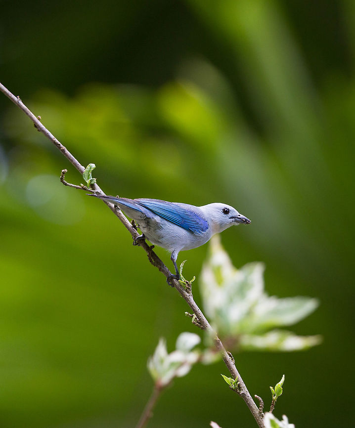 Blue-gray tanager, Panama  Geotagged,Panama,Spring