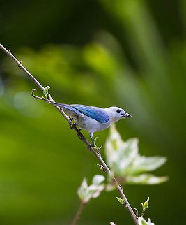 Blue-gray tanager, Panama  Geotagged,Panama,Spring