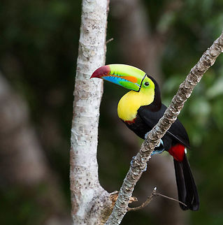"close up" view  Geotagged,Keel-billed Toucan,Panama,Ramphastos sulfuratus,Spring
