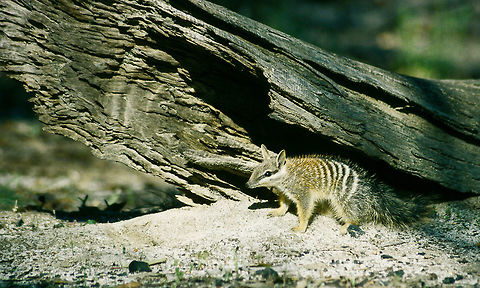 Numbat in the wild at Dryandra Woodlands - a very memorable sight  Australia,Geotagged,Myrmecobius fasciatus,Numbat