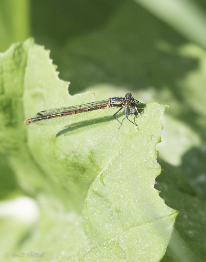 Pyrrhosoma nymphula the first one of the year :) Geotagged,Large Red Damselfly,Luxembourg,Pyrrhosoma nymphula,Spring