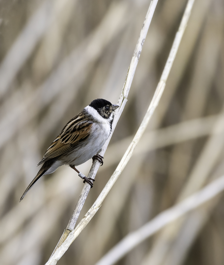 Common reed bunting, Luxembourg  Bruant des roseaux,Common reed bunting,Emberiza schoeniclus,Escribano Palustre,Geotagged,Luxembourg,Reed Bunting,Repicatalons,Rohrammer,Winter,bird,luxembourg,oiseau,pajaro
