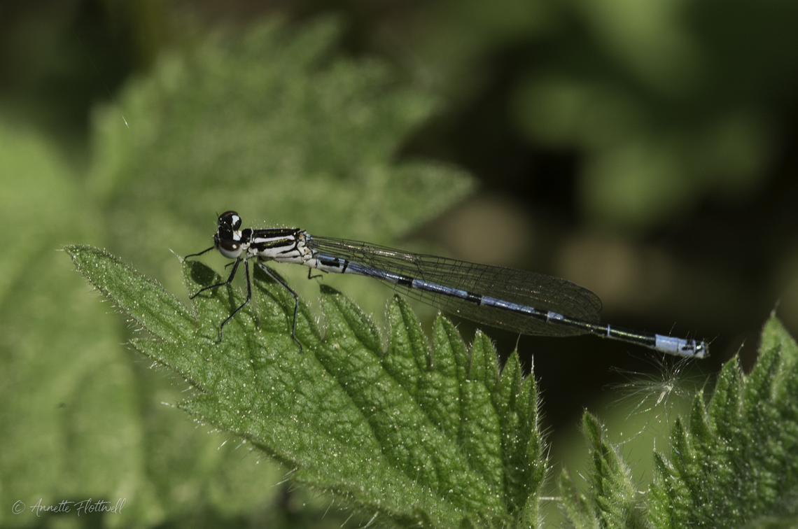 Coenagrion puella the first ones from thursday after work Azure Damselfly,Coenagrion puella,Geotagged,Luxembourg,Spring,Zygoptera,agria