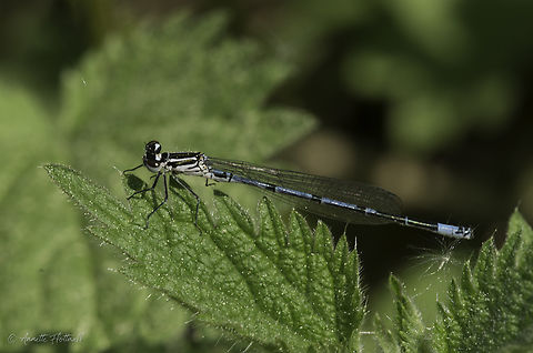 Coenagrion puella the first ones from thursday after work Azure Damselfly,Coenagrion puella,Geotagged,Luxembourg,Spring,Zygoptera,agria