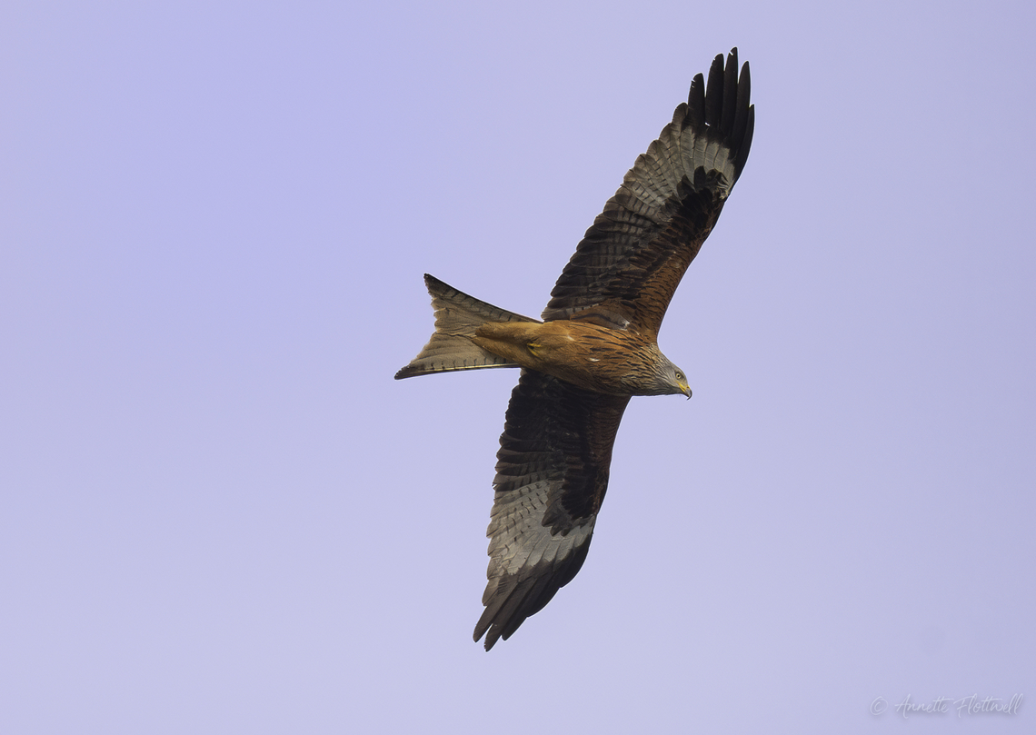 Milvus milvus  Geotagged,Luxembourg,Milvus milvus,Red kite,Spring,milan rojo,milan rouge