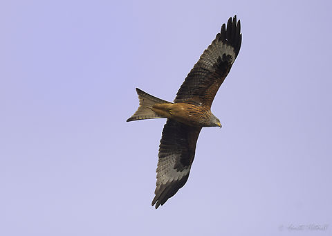 Milvus milvus  Geotagged,Luxembourg,Milvus milvus,Red kite,Spring,milan rojo,milan rouge