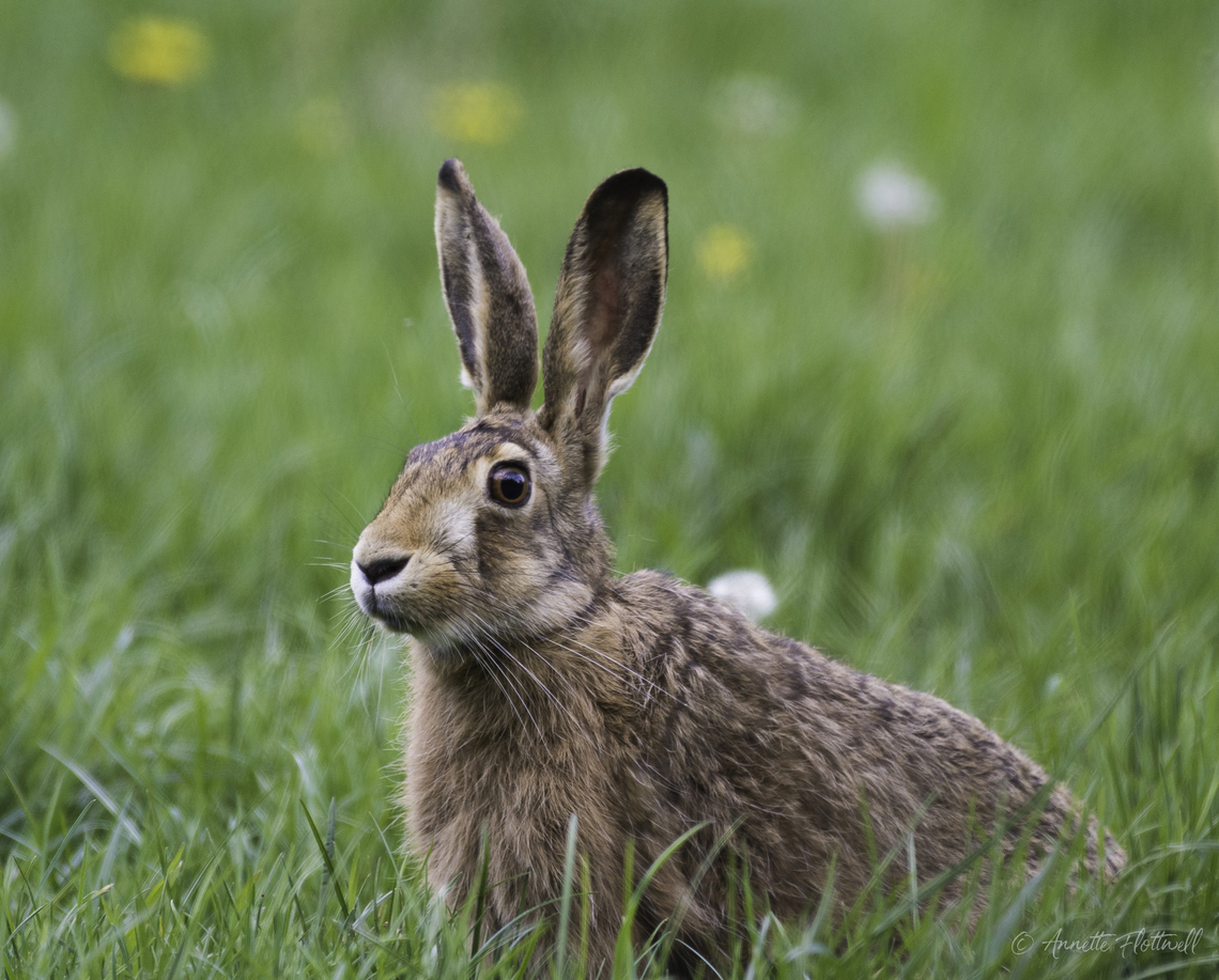 Too late for Easter the other day coming late from work European hare,Geotagged,Lepus europaeus,Luxembourg,Spring,haas,hare,lievre