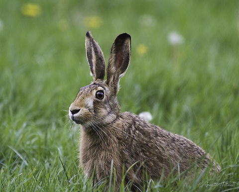 Too late for Easter the other day coming late from work European hare,Geotagged,Lepus europaeus,Luxembourg,Spring,haas,hare,lievre