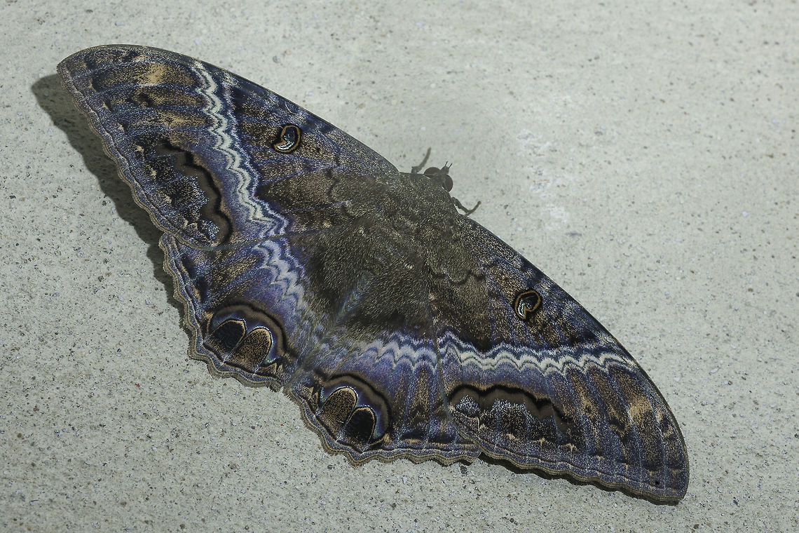 Ascalapha_odorata_(11_of_11) on the wall of our workshop, seen in the morning.<br />
The wingspan was about 12 cms!!<br />
 Ascalapha odorata,Noctuidae,ascalpha odorata,mariposa de la muerte