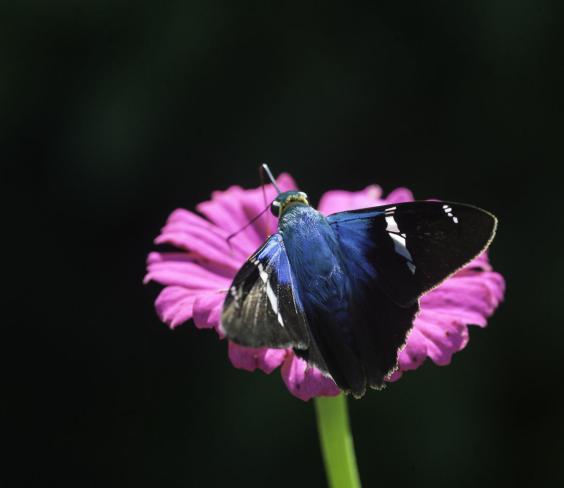 Astraptes fulgerator azul in our garden, Altura de Guanacaste Astraptes fulgerator,Astraptes fulgerator azul,Two-barred Flasher,hesperidae,skipper