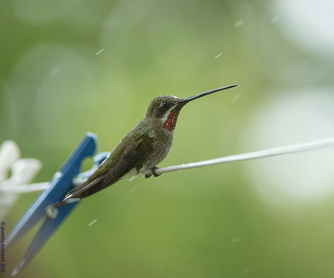 colibrí pochotero - Heliomaster constantii in our garden, in the rain. I reckon teh clothes pegs help to compare the size Heliomaster constantii,Plain-capped starthroat,colibrí pochotero