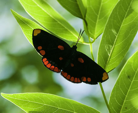 Melanis pixe sanguinea in our garden, beween the amapola or hibiscus. Tends to sit UNDER the leaves Melanis pixe sanguinea,Riodinidae