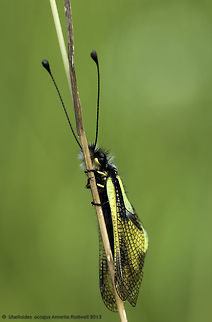 Libelloides coccajus - owl sulphur in the deep grass near the Plateau d'Argentine Ascalaphinae,Libelloides coccajus,owl sulphur