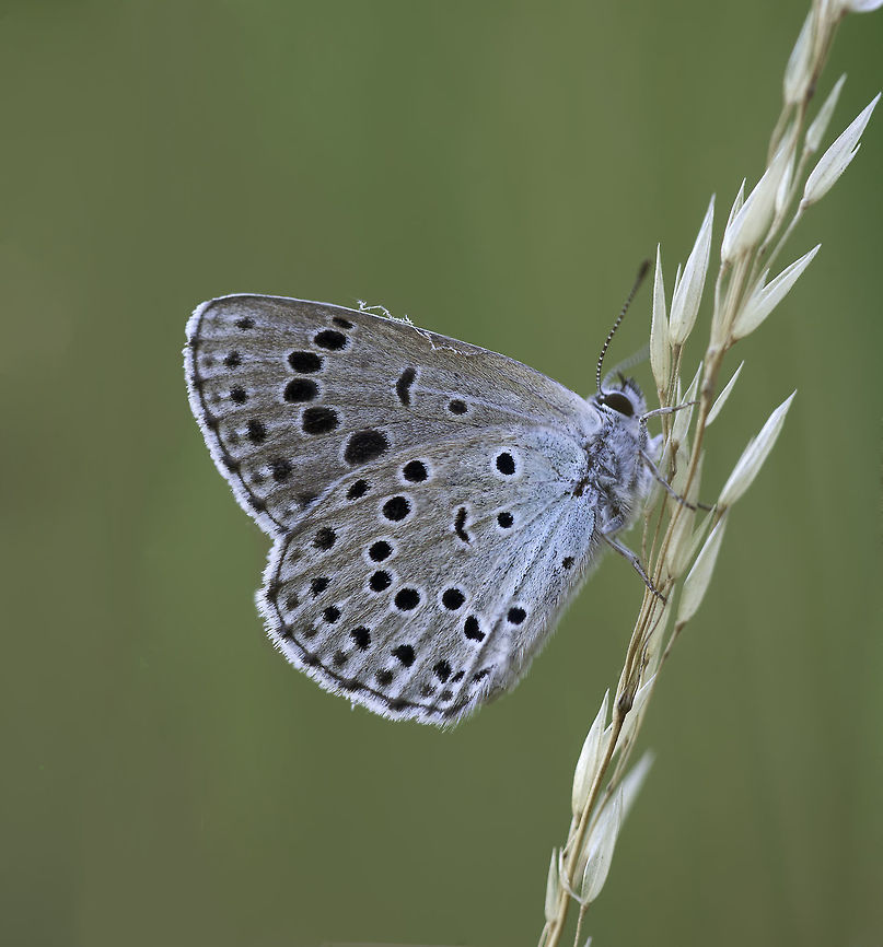 large blue Maculinea arion once upon a time in the meadow near our house. Unfortunately the year after they started spraying to plant corn. Large blue,Maculinea arion,Phengaris arion,phengaris arion,red list