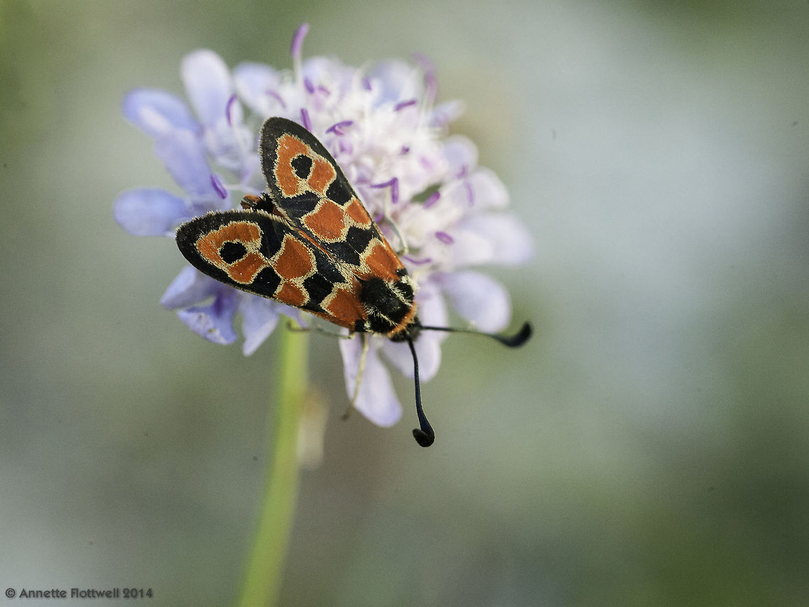zygaena fausta One of the beautiful Burnet moths, quite easy to find in my favourite abandoned farmland in the northern Dordogne. Moth Week 2018,Zygaena fausta,burnet moth,zygaena fausta,zygène de la bruyere