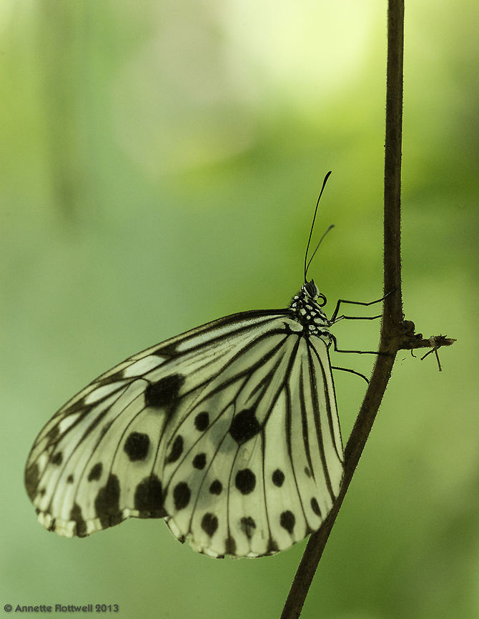 Ideopsis gaura perakana Smaller Wood Nymph in upper Selangor in an abandoned picnic park, near the border to Perak Ideopsis gaura,Ideopsis gaura perakana,Smaller Wood Nymph,Smaller wood nymph
