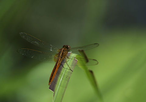 Crocothemis servilia  Crocothemis servilia,Macrodiplax cora,Scarlet Skimmer
