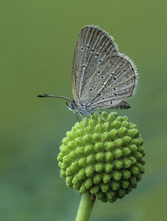 Zizina otis lampa - lesser grass blue in a bit of grassland next to Ipoh river. It is the smallest blue I have ever seen, about 15 mm wingspan
 Fall,Geotagged,Lesser Grass Blue,Malaysia,Zizina otis,Zizina otis lampa,lesser grass blue,lycanidae