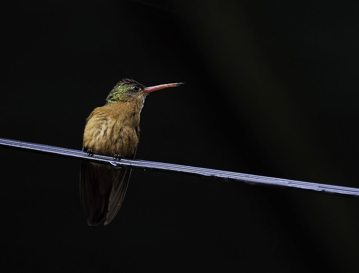 amazilia rutila - cinammon hummingbird taken after a downpour near Colorado, in the lowlands Amazilia rutila,Aves,Cinnamon hummingbird,Costa Rica,Geotagged,Summer,amazilia rutila,bird,cinammon hummingbird,colibri