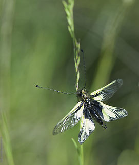 Libelloides coccajus -owl sulphur a dorsal view of a male, taken in 50-70cms grass . Hence I used a long tele to blur out a lot of it. Libelloides,Libelloides coccajus,Owly sulphur,owl sulphur