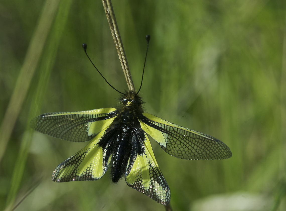 Libelloides coccajus - owl sulphur a female deep in the grass Ascalaphidae,Libelloides coccajus,Owly sulphur,ascalphe soufre,owly sulphur