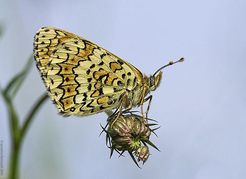 Glanville Fritillary -Melitaea cinxia on the emerging cow parsley flowers. Last year in my old home in France. France,Geotagged,Glanville Fritillary,Melitaea cinxia,Summer