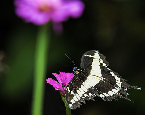 Papilio thoas- mariposa de los naranjos Here you can see clearly the difference between him and the papilio cresphontes. Look at the white bar with a confetti punched out, then at the white bits above it. These here are round like bit of rice, the cresphontes has more edgy ones.
Also you can tell for sure that those only appear when the mandarins are on their way out and the sweet lime have made fresh shoots. That is when you find the caterpillars hanging from the trees.  Costa Rica,Fall,Geotagged,Papilio thoas,Papilionidae,Thoas Swallowtail,Voilier g&eacute;ant,butterfly,mariposa de los naranjos