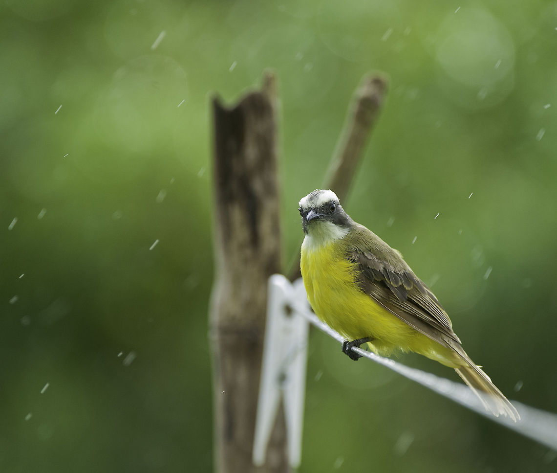 boat-billed_flycatcher_(Megarynchus_pitangua_(8_of_15)  Boat-billed flycatcher,Costa Rica,Geotagged,Megarynchus pitangua,Summer