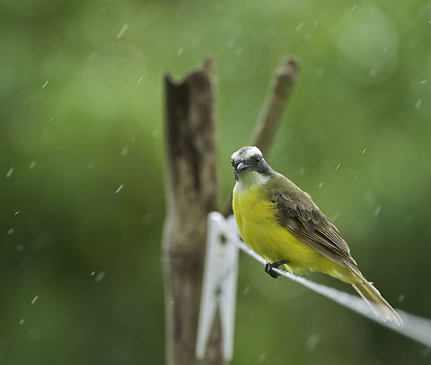boat-billed_flycatcher_(Megarynchus_pitangua_(8_of_15)  Boat-billed flycatcher,Costa Rica,Geotagged,Megarynchus pitangua,Summer