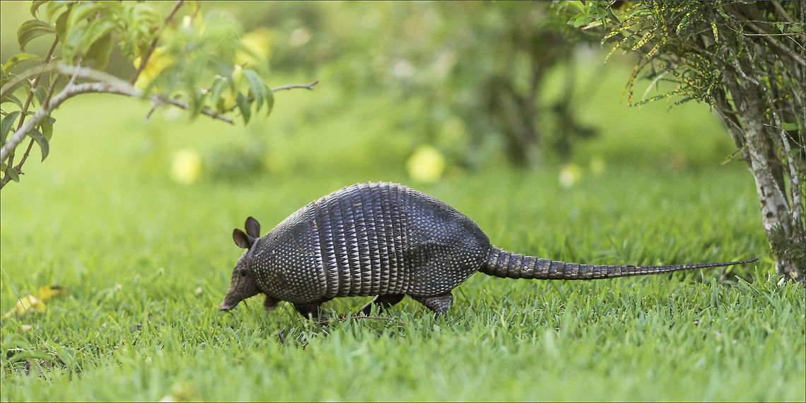 the ant hoover a nine banded armadillo is doing his job in our garden. Unlike that you might think, they get a move on and they don&#039;t like to pose for photos. it is a good idea to try this after sunset, like this photo was taken. <br />
Don&#039;t do what I did though :) I plunged on my belly in the grass, right into an anthill that he had missed. I couldn&#039;t get up till I had 3 shots, could I! Costa Rica,Dasypodidae,Dasypus novemcinctus,Fall,Geotagged,Mammals,Nine-banded armadillo,cingulata,nine banded armadillo