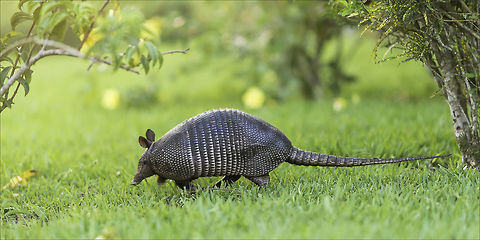 the ant hoover a nine banded armadillo is doing his job in our garden. Unlike that you might think, they get a move on and they don't like to pose for photos. it is a good idea to try this after sunset, like this photo was taken. 
Don't do what I did though :) I plunged on my belly in the grass, right into an anthill that he had missed. I couldn't get up till I had 3 shots, could I! Costa Rica,Dasypodidae,Dasypus novemcinctus,Fall,Geotagged,Mammals,Nine-banded armadillo,cingulata,nine banded armadillo