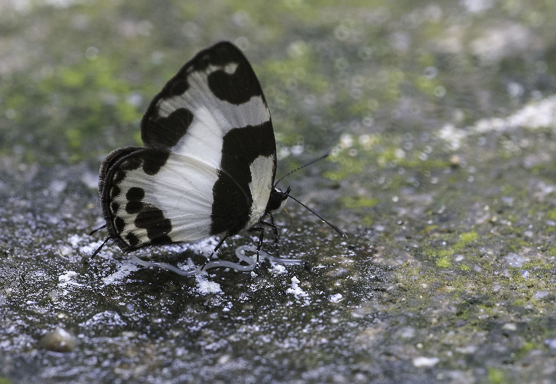 Caleta_elna_elvira_-_Elbowed Pierrot Certainly one of the &#039;cutest&#039; butterflies I have ever seen. Near Sungai Tua in upper Selangor, near a river picking up minerals.<br />
For butterflies of Malaysia I recommend THIS page<br />
<a href="http://www.pbase.com/lcgoh/butt_my" rel="nofollow">http://www.pbase.com/lcgoh/butt_my</a> <br />
and the wonderful Butterflies of Singapore club. Caleta elna elvira,Elbowed Pierrot,butterflies,lycanidae