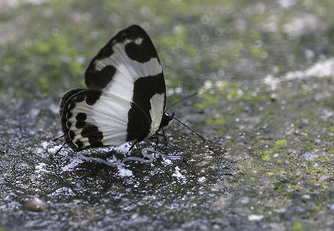 Caleta_elna_elvira_-_Elbowed Pierrot Certainly one of the 'cutest' butterflies I have ever seen. Near Sungai Tua in upper Selangor, near a river picking up minerals.
For butterflies of Malaysia I recommend THIS page
http://www.pbase.com/lcgoh/butt_my 
and the wonderful Butterflies of Singapore club. Caleta elna elvira,Elbowed Pierrot,butterflies,lycanidae