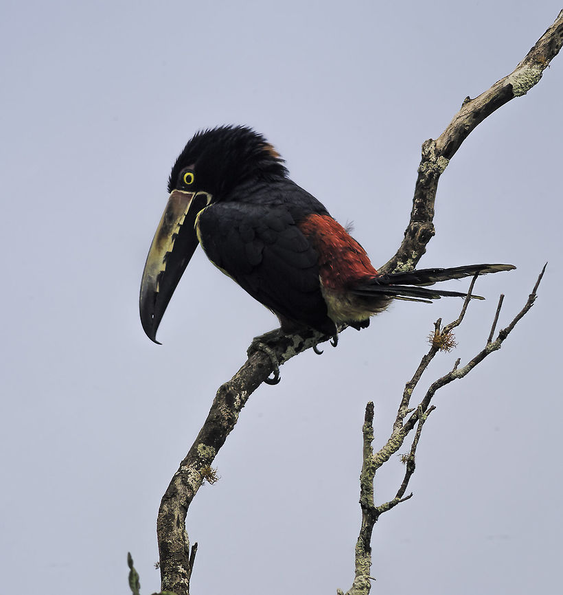 Pteroglossus torquatus - tucancillo collarejo clearly after  our mandarins! Aves,Collared aracari,Costa Rica,Fall,Geotagged,Pteroglossus torquatus,bird,collared aracari,tucan,tucancillo collarejo
