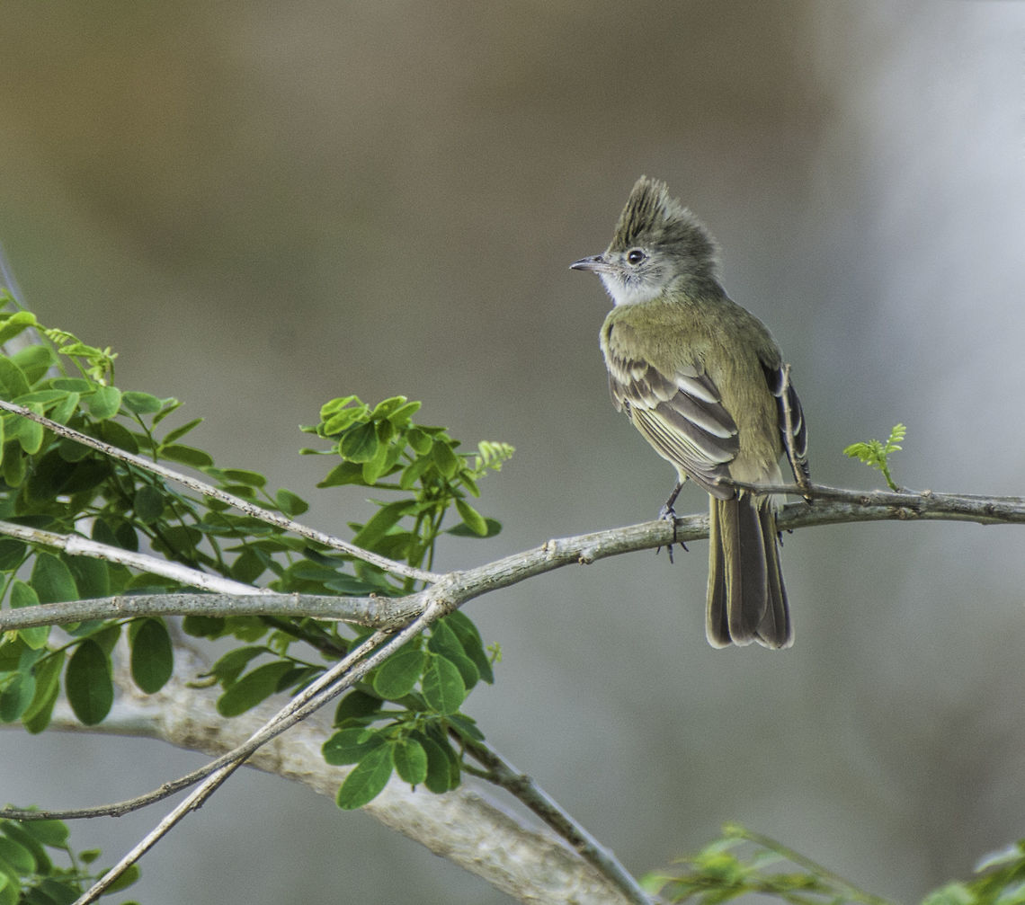 Yellow-bellied elaenia, Costa Rica There are not many of these pretty little flycatchers around. Taken in a friend's garden. Costa Rica,Elaenia flavogaster,Geotagged,Winter,Yellow-bellied elaenia,ave,bird,flycatcher