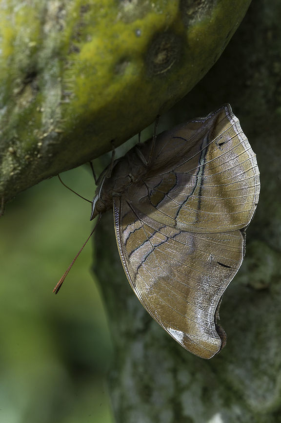 Archaeoprepona demophon These leaf butterflies are particularly keen on ripe fruit. Often the pipias do the first &#039;opening&#039;. then they come along.<br />
Here they have both worked on a papaya Archaeoprepona demophon,Costa Rica,Geotagged,Nymphalidae,One-spotted prepona,Papaya,Summer,butterflies
