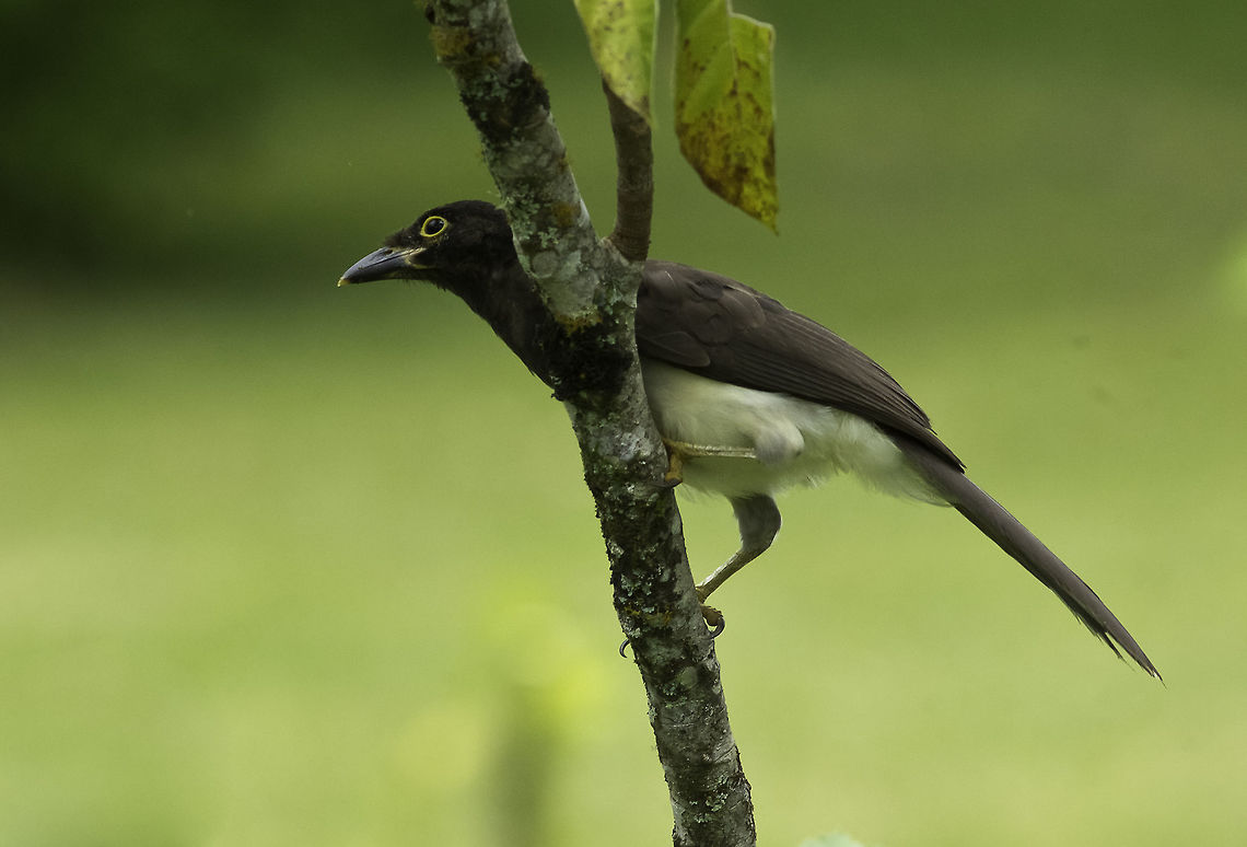 Pipia, unusually silent Pipias or brown jays, also known as Cyanocorax morio, are what is known as a common garden curse. But one can only admire their audacity, speed and diligence. Brown jay,Costa Rica,Cyanocorax morio,Fall,Geotagged,LensTagger,Psilorhinus morio,aves,birds,brown jay,piapia