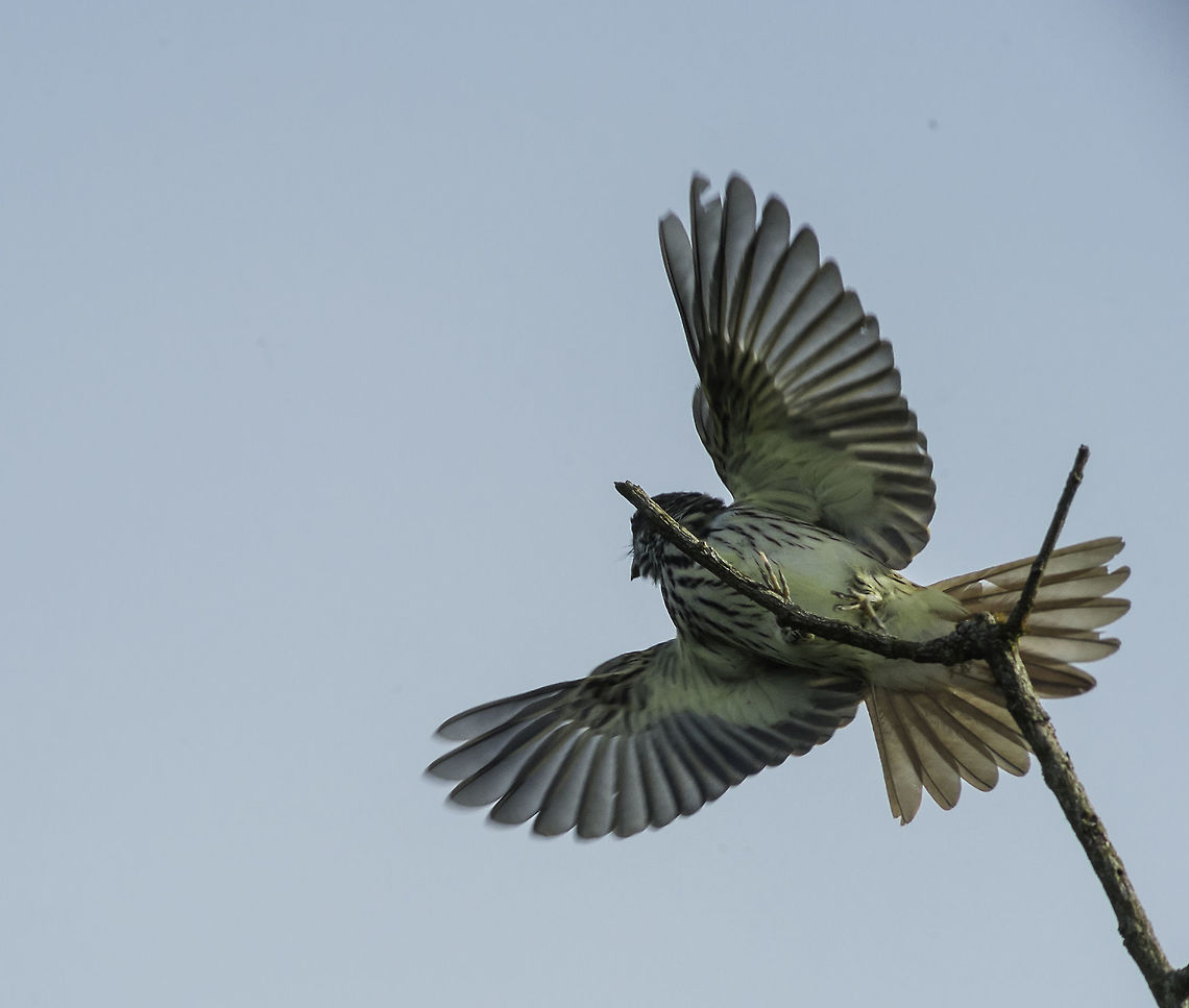 myiodynastes luteiventris-  Sulphur bellied flycatcher Another one of the highly efficient flycatchers in the garden. As a result there are hardly any flies around but they don't go for mozzies! Costa Rica,Geotagged,LensTagger,Myiodynastes luteiventris,Sulphur bellied flycatcher,Sulphur-bellied flycatcher,Summer,myiodynastes luteiventris