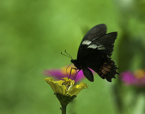 Papilio anchisiades one of those that never sit still! Costa Rica,Geotagged,Papilio anchisiades,Ruby-spotted Swallowtail,Summer,butterflies,insect,mariposas,papilonidae