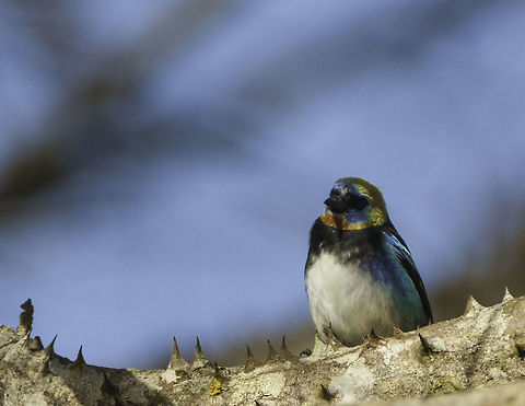 Tangara larvata Siete colores This is my all time favourite Costa Rican bird. I like it so much that we have called Chris' Range Rover Siete colores ( no idea why, but i had to count the mus as one colour) and we have called our property just that.
They are very shy, about blue tit sized and very dexterous. Aves,Costa Rica,Geotagged,Golden-hooded tanager,Siete colores,Tangara larvata,Winter,bird,tanager