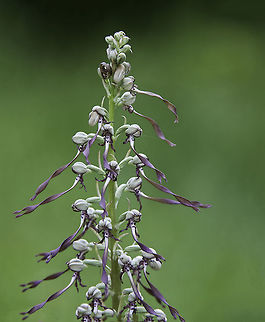 Himantoglossum hircinum- lizard orchid Took this during a break from work in a little meadow I used to go to. France,Geotagged,Himantoglossum hircinum,Orchis bouc,Summer,lizard orchid,orchid,orchid&eacute;e