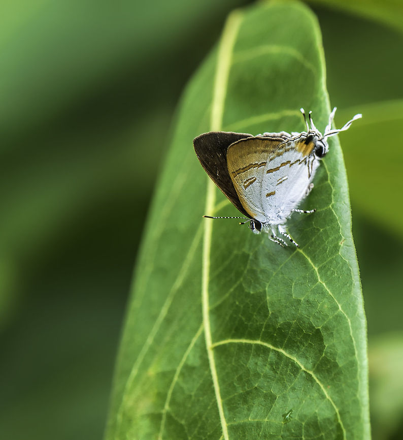 Hypolycaena erylus teatus_- Common Tit a tiny beauty from the Terrengganu coast. We wanted to find waterbirds but this came along :) Butterfly,Common Tit,Fall,Geotagged,Hypolycaena erylus,Hypolycaena erylus teatus,Lycaenidae,Malaysia,hairstreak