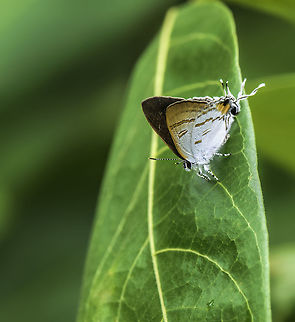 Hypolycaena erylus teatus_- Common Tit a tiny beauty from the Terrengganu coast. We wanted to find waterbirds but this came along :) Butterfly,Common Tit,Fall,Geotagged,Hypolycaena erylus,Hypolycaena erylus teatus,Lycaenidae,Malaysia,hairstreak