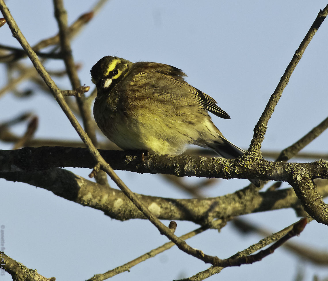 Cirl bunting - a rare visitor during a cold week not my best photo, sorry but rare enough in the Dordogne Cirl bunting,Emberiza cirlus,France,Geotagged,Winter,ave,bird